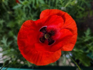 Kırmızı gelincikler, yaklaşın.