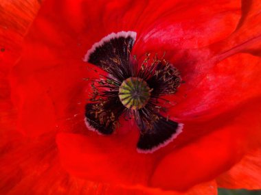 kırmızı gelincik çiçeği, bitki örtüsü ve yapraklar.