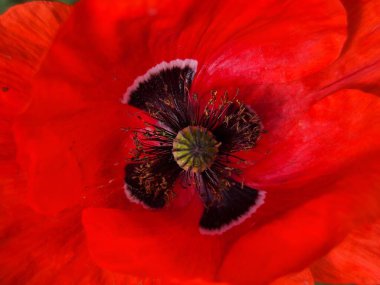 Bahçede kırmızı haşhaş