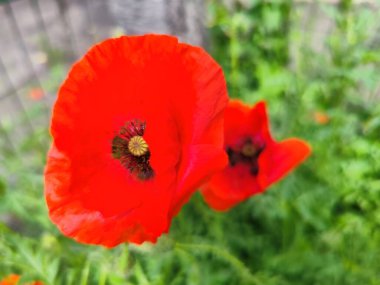 Bahçede kırmızı haşhaş