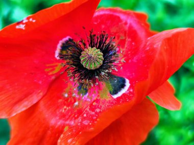 Haşhaş çiçeği yakın görünüm