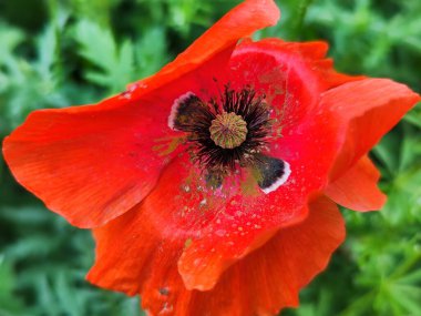 Açık havada yetişen muhteşem çiçeklere yakın.