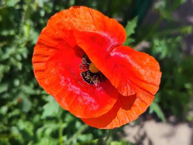 Bahçedeki güzel kırmızı gelincik çiçeği