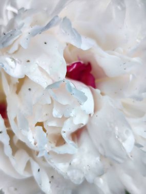 Bahçedeki güzel beyaz şakayık çiçeği