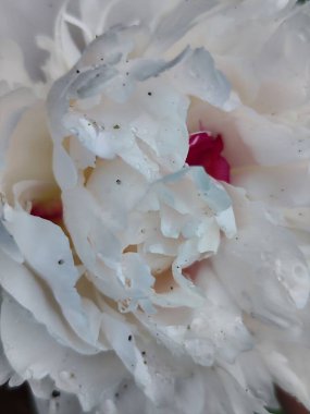 Bahçedeki güzel beyaz şakayık çiçeği