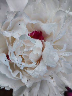 Güzel botanik fotoğrafı, doğal duvar kağıdı.