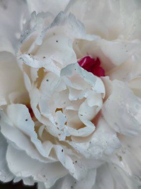 Bahçedeki güzel çiçekler