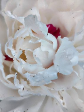 Çiy damlalı beyaz şakayık