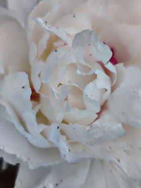 Güzel botanik fotoğrafı, doğal duvar kağıdı.