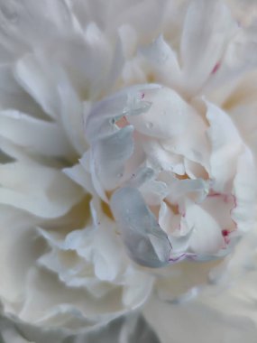 Beyaz arka planda güzel beyaz şakayık çiçeği