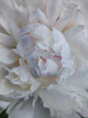 Bahçede güzel çiçekler, flora