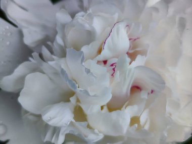 Güzel beyaz şakayık çiçeği