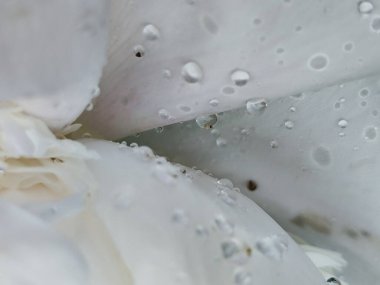 Su damlalı güzel beyaz şakayık