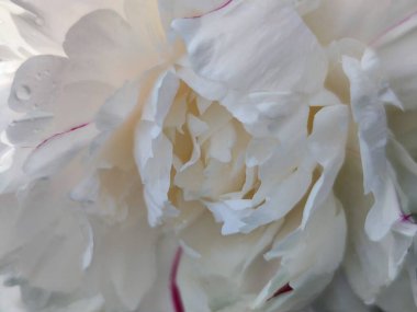 Renkli şakayık çiçeklerinin yakın çekimi