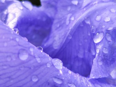 Güzel mavi çiçek, kapat manzarayı