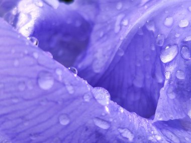 Su damlaları, yapraklar, bitkiler