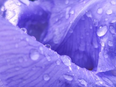 Bahçede su damlaları olan mor bir çiçek