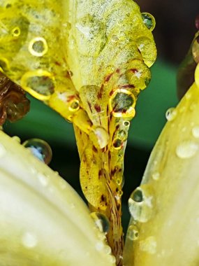 Güzel botanik fotoğrafı, doğal duvar kağıdı.