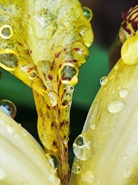 Sarı ve beyaz bir çiçeğe yaklaş
