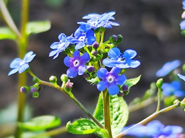 Bahçedeki güzel çiçekler