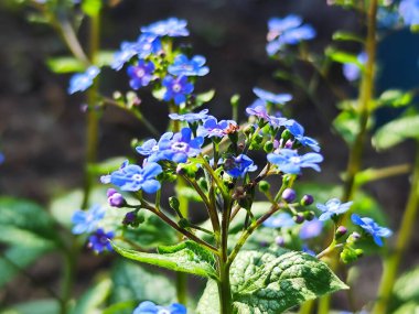 Bahçedeki güzel çiçekler