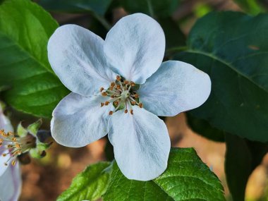 Bir elma çiçeğinin resmini kapat