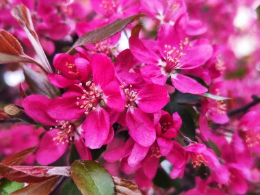 Bahçede güzel bahar çiçekleri