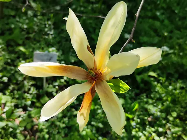 Bahçede açan büyük sarı bir manolya çiçeği.