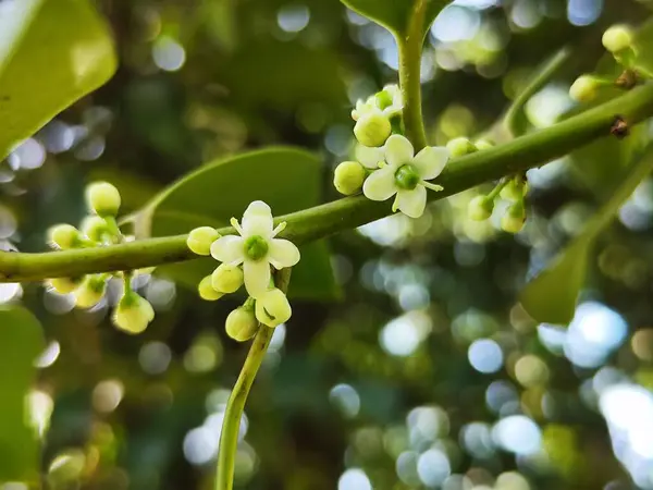 Açık büyüyen renk çiçekler yakın