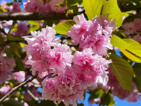 Japon kiraz çiçekleri. Görüntüyü kapatın.