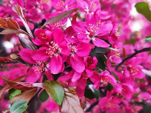 Bahçedeki güzel pembe çiçekler