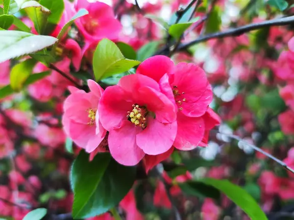 Chaenomeles superba 'Pink Lady' (Japon ayva çiçeği) yakın plan