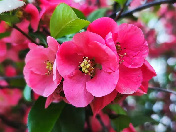 Chaenomeles superba 'Pink Lady' (Japon ayva çiçeği) yakın plan