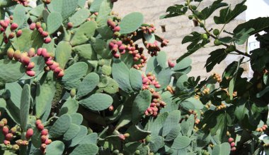 Akdeniz ikliminde yetişen bitkinin dikenli armutları