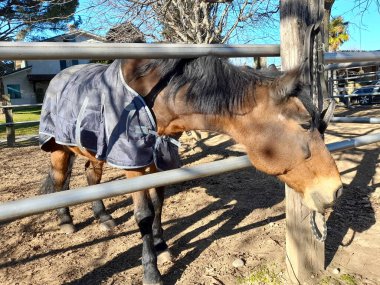 Horse in corral at stables waiting to be ridden