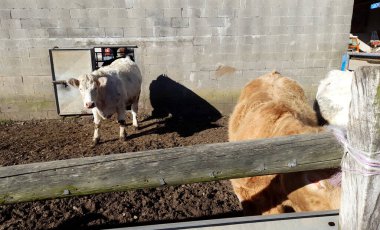 Çiftlikteki ağılda inek ve boğa
