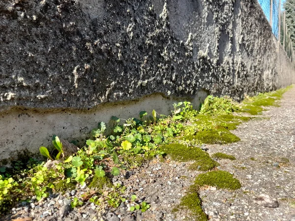 Muschio Lichene Verde Sulla Parete — Foto Stock