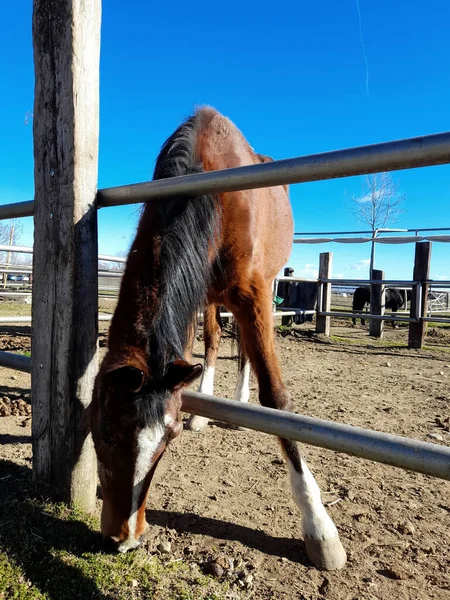 Horse in corral at stables waiting to be ridden