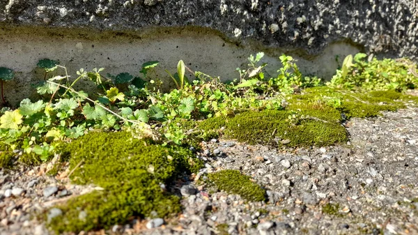 墙上的苔藓和绿色苔藓 — 图库照片