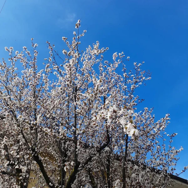 Persikoblommor Trädgården Som Blommar Våren — Stockfoto