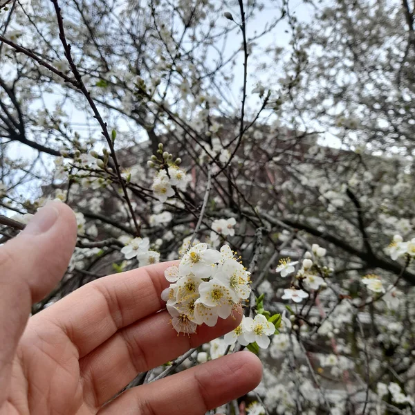 Flores Pêssego Floresceram Árvore Primavera — Fotografia de Stock
