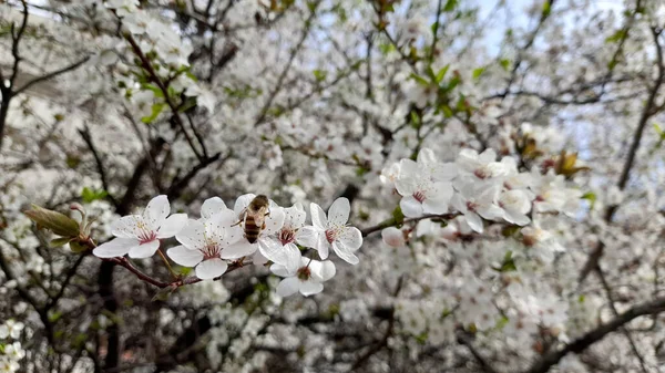 Flores Pêssego Floresceram Árvore Primavera — Fotografia de Stock