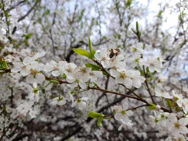 Персиковые Цветы Расцвели Дереве Весной — стоковое фото