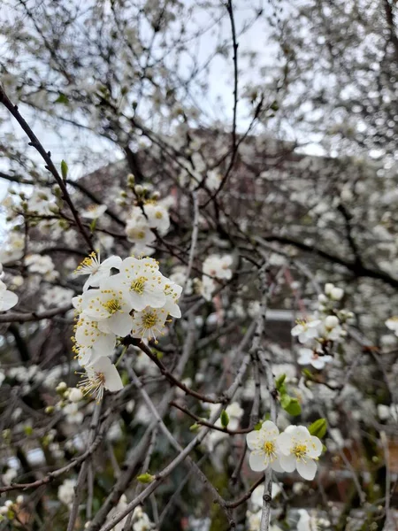 Pfirsichblüten Blühten Frühling Baum — Stockfoto