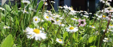Baharda papatya tarlası