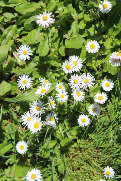 Baharda papatya tarlası