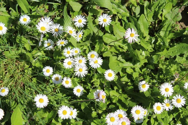 Field Daisies Spring — Stock Photo, Image