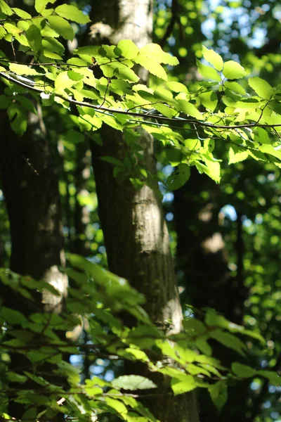 Green Tree Surrounded Nature — Stock Photo, Image