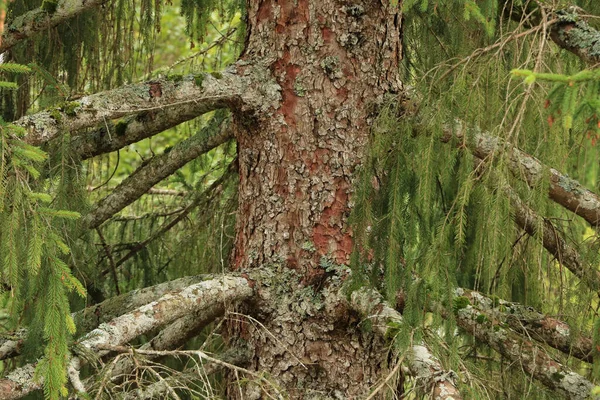 Doğayla Çevrili Yeşil Ağaç — Stok fotoğraf