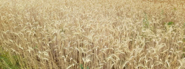Пшеничное Поле Сельской Местности Летом — стоковое фото